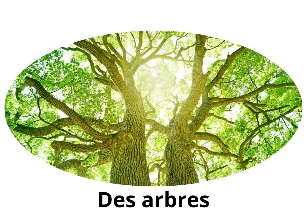 Comment dit-on « arbres » en arabe