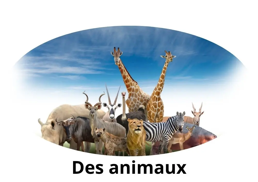 Comment dit-on « animaux » en arabe