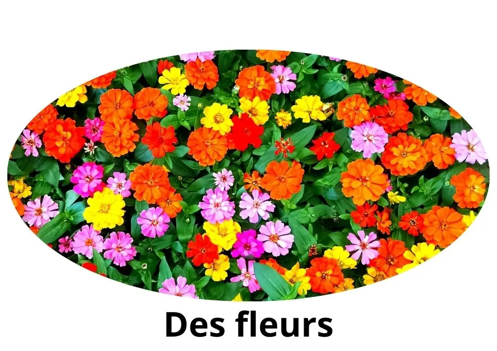 Comment dit-on "des fleurs" en arabe
