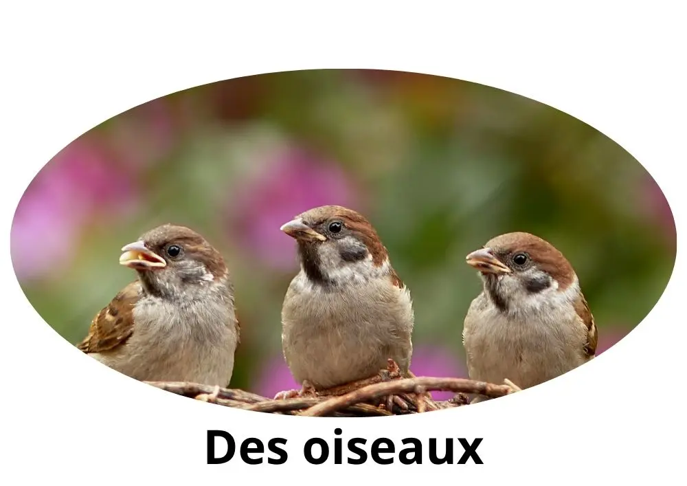 Comment dit-on "des oiseaux" en arabe
