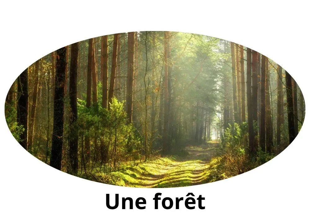 Comment dit-on "une forêt" en arabe